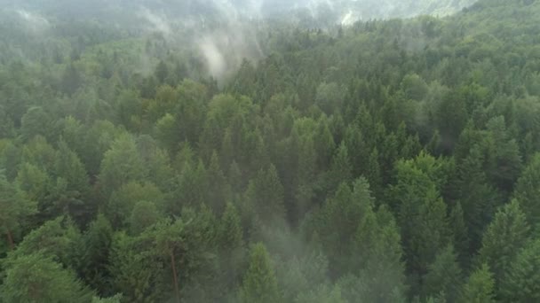 航空写真 霧の松の森の梢の上を飛んでください 厚い霧深い雲からの立ち上がりには 寒い日のトウヒ林が緑豊かな 不気味な霧と霧秋の早朝には緑の松林をラッピング — ストック動画