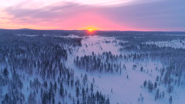 Antenowe Close Latające Nad Treetops Snowy Lasu Świerkowego Zachodzie Słońca — Wideo stockowe