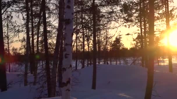 Toldos Árboles Desnudos Hermoso Vasto Bosque Abedules Atardecer Luz Dorada — Vídeo de stock