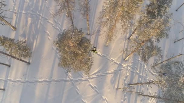 空中トップダウン 雪のラップランドの森の中で女性のスノーシューイング 暖かい冬服を着た認識できない人が スノーシューで深い雪の毛布の上を歩いている 楽しい冬の運動をする雪のハイキングの人々 — ストック動画