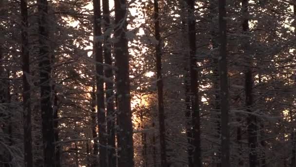 美丽的霜状树在金色的夕阳下 在阳光明媚的傍晚在茂密的冬季森林中枝条 日出时在迷人的冬季仙境树林中的雪树梢 黎明时分令人惊叹的乡下风景 — 图库视频影像