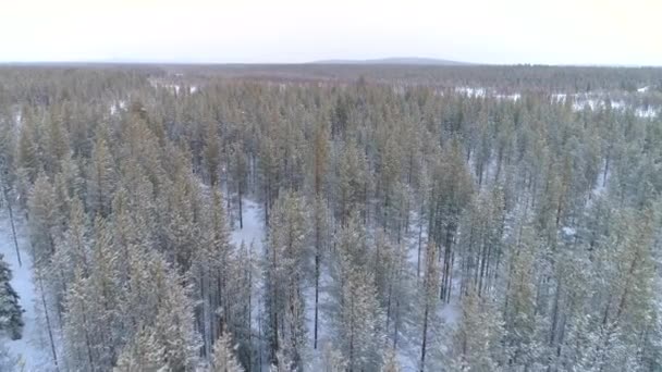 Aerial Närbild Flyger Över Mystisk Tallskog Täckt Färsk Snö Vinterdagen — Stockvideo