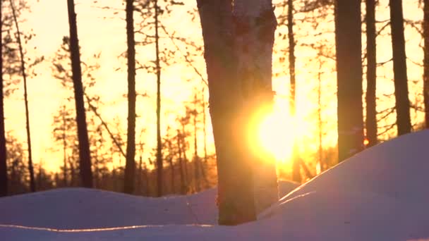 Dof 閉じる フレア 雪の荒野の森の裸の木に輝く暖かい冬の日差し 夜明けの晴れた朝に冷ややかな森の中でシルエットの木の幹 見事なフィンランドの氷の国 ラップランド — ストック動画