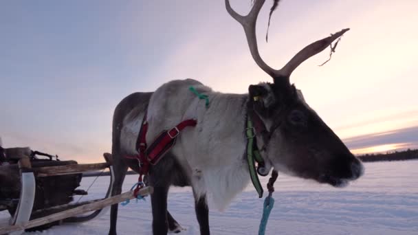 슬로우 클로즈업 핀란드 라플란드에서 휴가에 썰매를 즐기는 스칸디나비아 황야에서 들판을 — 비디오