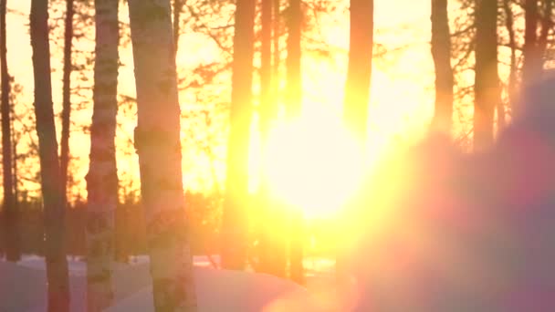 Close Dof Glow Golden Sunset Shining Bare Treetops Beautiful Birch — Stock Video