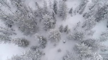 Havadan Yukarıdan Aşağıya Uçan mistik çam ormanı kış gününde taze kar kaplı. Kış sabahı kalın kar altında çarpıcı karlı ladin orman. Sessiz kış taze kar altında kozalaklı orman