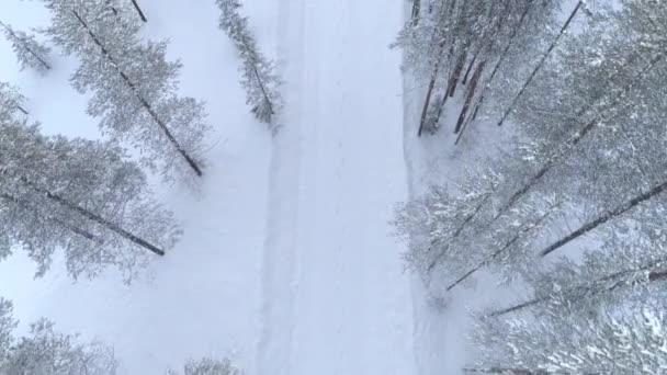 松の木の森を通って雪道に新鮮な白い雪の毛布に刻印された足跡の上を飛ぶ 神秘的なフィンランドの冬のワンダーランドのスプルースの森を通るルート上の足跡の道 — ストック動画