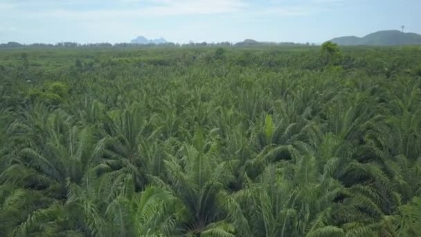 Летает Над Огромной Плантацией Пальмового Масла Простирающейся Далеко Обширному Ландшафту — стоковое видео