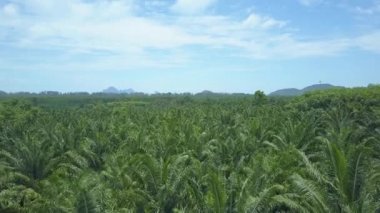 Hava: Sayısız palmiye ağacı gölgelikler el değmemiş Krabi hafif yaz rüzgaryan yana sallar. Tayland'da engin egzotik manzara kapsayan sonsuz palmiye yağı plantasyon Muhteşem atış.