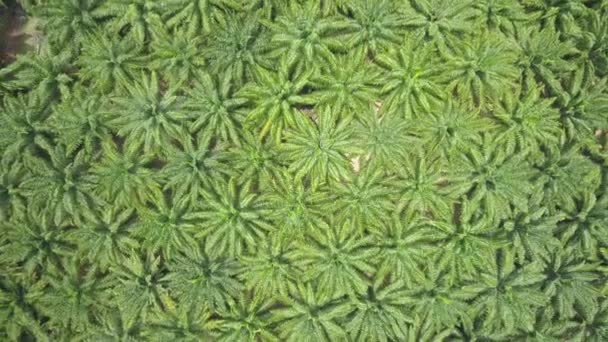 Aerial Top Flying Vast Palm Oil Plantation Degrading Beautiful Exotic — Stock Video