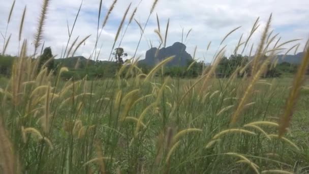 Moción Lenta Cerrar Hierba Petróleo Balancea Suavemente Medio Del Campo — Vídeo de stock