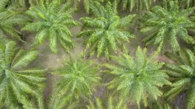 Anteni, üst aşağı: Uçan kadın explorer güzel hurma yağı saç ekimi ile onun motosiklet sürme yukarıda. Nefes kesen kadın onun egzotik ormanda sürme kapsayan palmiye ağaçları kadeh.