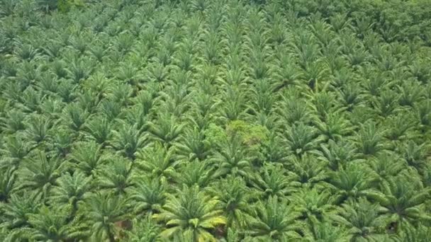Aerial Flying Densely Planted Palm Trees Large Industrial Palm Oil — Stock Video
