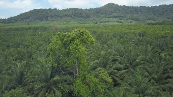 Antenn Flyger Runt Lone Tree Sticker Omfattande Palm Träd Gård — Stockvideo