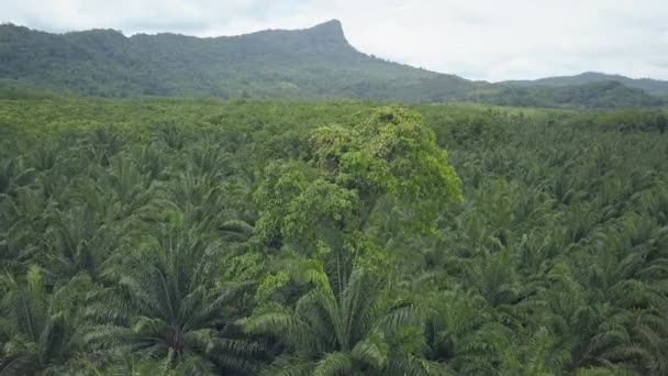 Hava Güzel Krabi Eyaletinin Uzak Bölümünü Kaplayan Yemyeşil Egzotik Ormanın — Stok video