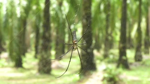 클로즈업 시원한 거미줄 마리가 강풍에 흔들리고 있습니다 주황색 거미가 이국적인 — 비디오