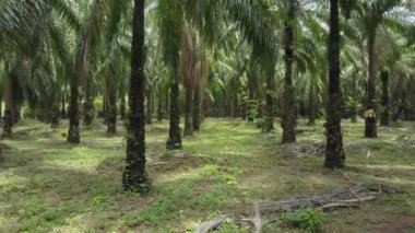 Anten: Palmiye yağı plantasyonunda muhteşem güneşli bir günde uzun palmiye ağaçları arasında uçmak. Güzel palmiye ağacı gölgelikler sessiz tropikal ormana doğru uzun yeşil yaprakları ile eğilmek.