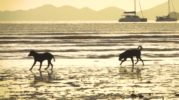 Slow Motion Sylwetka Dwa Bezpańskie Psy Biegną Wzdłuż Piaszczystej Plaży — Wideo stockowe
