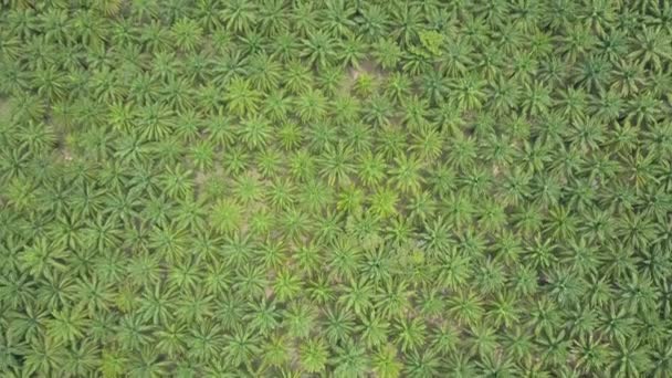 Aerial Top Sobrevolando Inmensa Plantación Aceite Palma Erosionando Exuberante Bosque — Vídeo de stock