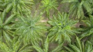 Hava, yukarıdan aşağı: Bilinmeyen kadın gezgin yemyeşil palmiye ağacı orman onun kırmızı scooter üzerinde araştırıyor. Kadın harika yaz tatilde bir nefes kesen palmiye yağı Ekim yoluyla onun motosiklet sürme sahiptir.