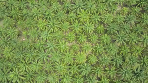 Vzdušné Shora Dolů Letí Vysoko Nad Šustění Palmových Stromů Slunečného — Stock video