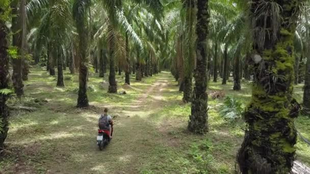 Antenn Oigenkännlig Kvinna Rider Sin Motorcykel Djupare Lummiga Gröna Palm — Stockvideo