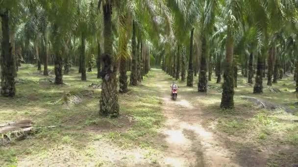 AÉRIAL : Femme blanche joyeuse monte sa moto sur un beau petit sentier forestier exotique. Femme exploratrice va hors route et croise sur son scooter rouge à travers une pittoresque plantation d'huile de palme .