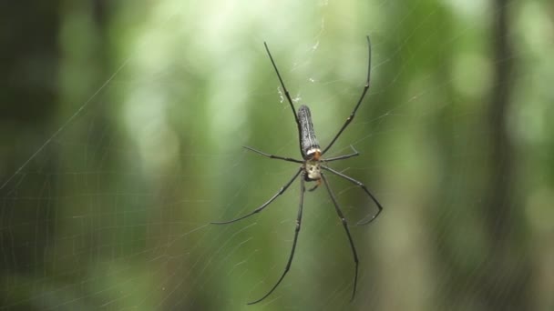 Dof 小橙色蜘蛛完全静止在更大的黑蜘蛛的上面 它躺在凉爽的网上 两只蜘蛛在郁郁葱葱的热带荒野中 在一条编织精美的蜘蛛网上同居 — 图库视频影像