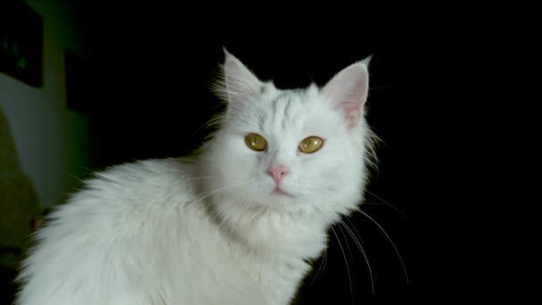 Movimiento Lento Cerrar Portrait Gatito Blanco Adulto Con Llamativos Ojos — Vídeo de stock