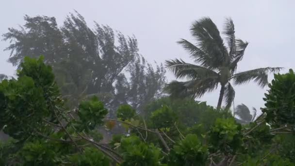 Slow Motion Ventos Fortes Chuvas Torrenciais Punindo Natureza Tropical Vento — Vídeo de Stock