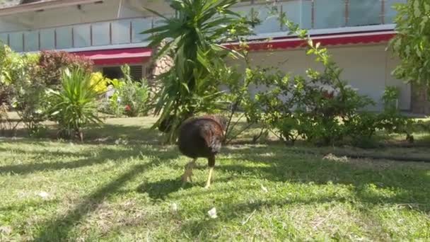 Nahaufnahme Braune Freilandhühner Laufen Über Die Leere Grüne Wiese Und — Stockvideo