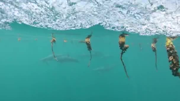 Zeitlupe Unterwasser Entzückende Graue Delfine Schwimmen Tiefen Türkisfarbenen Meer Nahe — Stockvideo