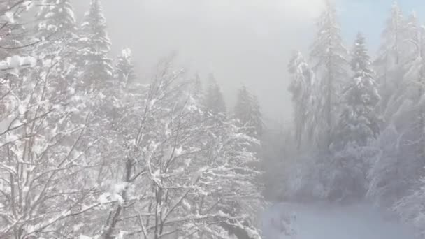 Aerial Voando Sobre Caminho Vazio Que Atravessa Floresta Coberta Neve — Vídeo de Stock