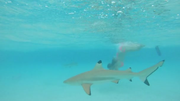 Agua Superior Niña Despreocupada Bucea Tranquilamente Océano Esmeralda Infestado Tiburones — Vídeos de Stock