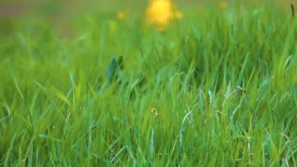 閉じる のDof 強いモンスーンの風は 風光明媚なフェロー諸島の大規模な牧草地で鮮やかな草や黄色の花を曲げる 北欧の草原を吹き抜ける強い風の突風 — ストック動画