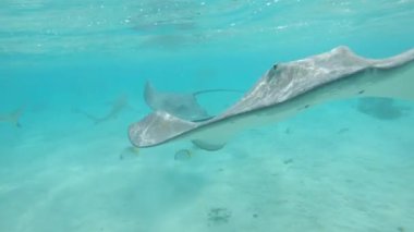 Slow Motion, Underwater, Close Up: Maceracı kadın zümrüt okyanusta balıkların ve vatozların arasından atlıyor. Fevkalade hareketli deniz canlıları ve turkuvaz egzotik denizi keşfeden dişiler..
