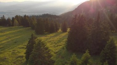 Anteni, Lens Flare: Genç kadın turist ve onun evcil köpek yürüyüş dağ izi gündoğumu, yukarı. Uçan üzerinde yüksek çam ağaçları arasında Slovenya dağlar doğal güneşli arifesinde dağınık.