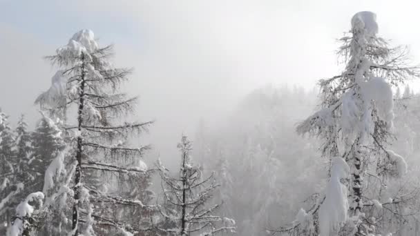 Aerial Flying Scenic Snowy Spruce Trees Hiding Dense Winter Fog — ストック動画