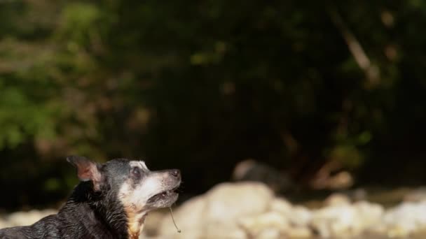 Slow Motion Close Ładny Mały Czarny Brązowy Pies Stoi Tylnych — Wideo stockowe