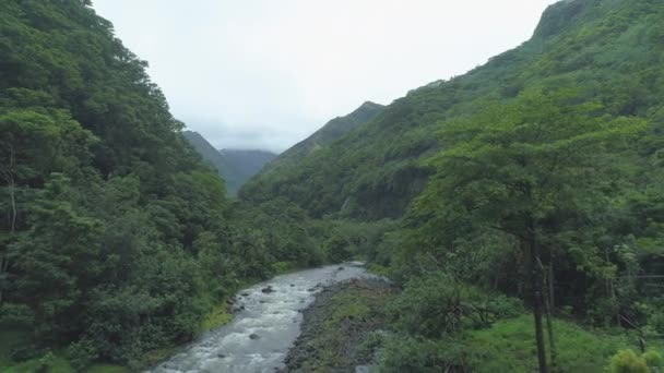 沿着一条小河向下游飞去 流过郁郁葱葱的青山 覆盖着塔希提岛的热带雨林 令人目瞪口呆的异国情调的植被和令人敬畏的白水急流 — 图库视频影像