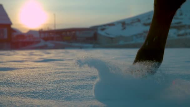 Slow Motion Close Dof Kış Günbatımında Derin Kar Örtüsünün Altında — Stok video