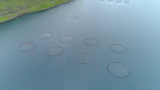 在色彩斑斓的绿法罗群岛附近的冰冷海面上 飞越满是鲑鱼的圆形池塘 放满野生鱼的笼在海上漂浮等待收获的电影拍摄 — 图库视频影像
