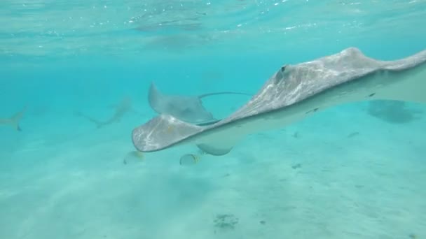 Low Motion Comderwater Flose Mulher Aventurosa Mergulhos Férias Oceano Esmeralda — Vídeo de Stock