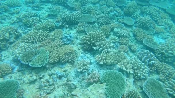 Agua Underwater Cerrar Pequeños Peces Tropicales Nadan Alrededor Del Arrecife — Vídeo de stock