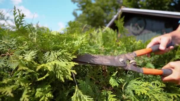 Slow Motion Close Dof Stora Skjuvblad Som Trimmar Den Igenväxta — Stockvideo