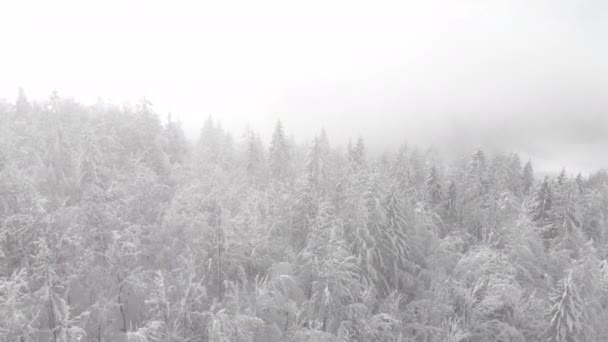 飞起来 在高耸的雪覆盖的云杉树冠上飞行 暴风雪过后 雾蒙蒙的针叶林的电影拍摄 冬天童话般的大自然与雾蒙蒙的森林覆盖着雪 — 图库视频影像