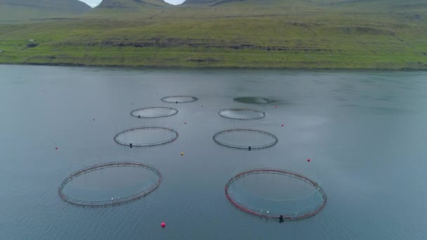 息をのむようなフェロー諸島の緑豊かな田舎の大きな魚農場で大きな丸いケージの周りを飛んでいます 穏やかな海に浮かぶ魚の檻を囲む壮大な芝生の風景 — ストック動画