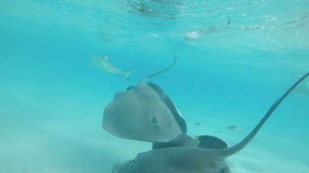 Agua Superior Los Tiburones Punta Negra Las Mantarrayas Nadan Alrededor — Vídeos de Stock