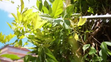 Slow Motion, Close Up, Dof: Güneşli bir bahar gününde, aşırı büyümüş yeşil çalıları kesen büyük elektrikli makaslar. Arka bahçedeki çitleri budamak için dışarıda çalışan tanınmamış bir peyzajcı..
