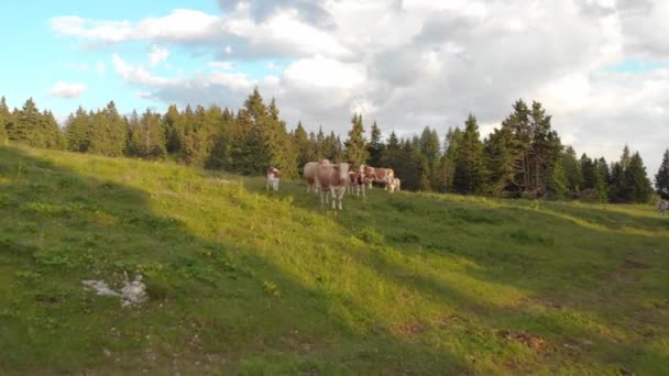 AÉRIAL : Voler vers un troupeau de vaches curieuses debout dans le grand pâturage. Photo fraîche de vaches blanches et brunes par une journée ensoleillée dans les montagnes de Slovénie. Bovins errant dans la campagne tranquille .